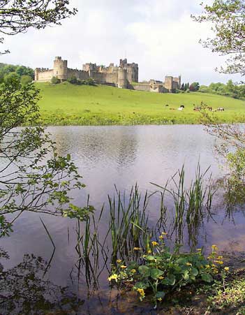 Marigolds by the River