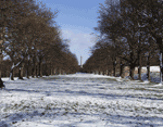 Winter Avenue